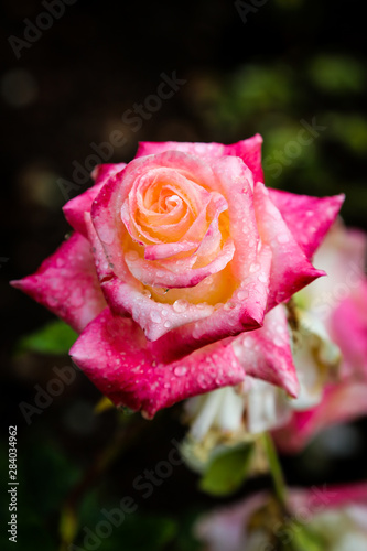 pink rose in garden