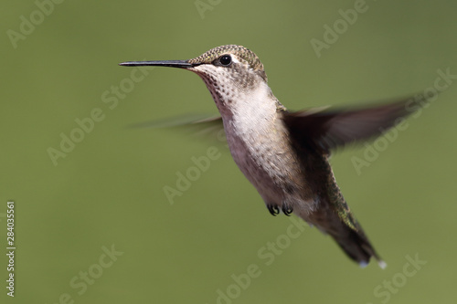 A female Ruby-throated Hummingbird hovers in mid-air