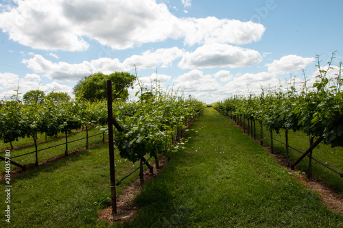 Grapevines Fredericksburg Texas