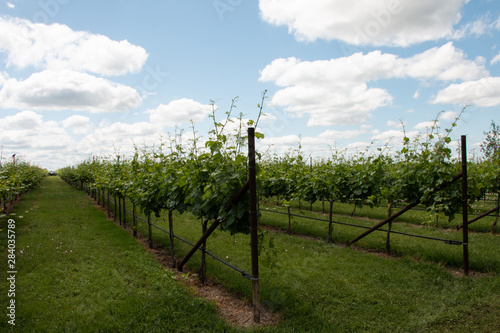 Grapevine2 Fredericksburg Texas