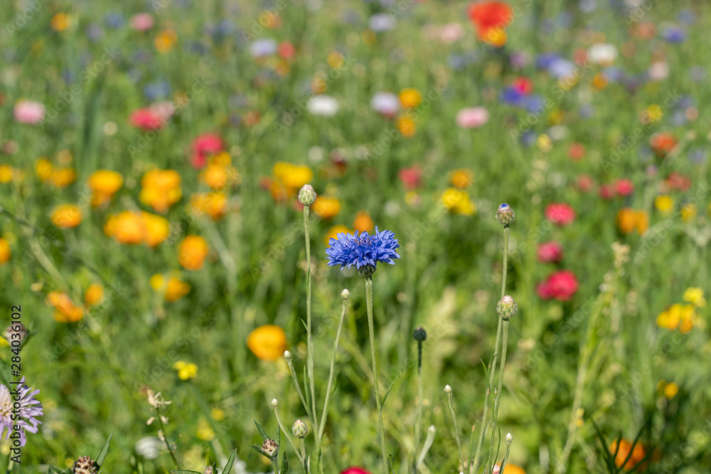 Beautiful wildflower meadow in a german park