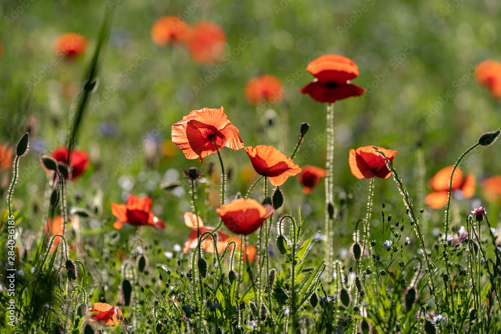 Fototapeta premium Corn poppy in backlight on a wildflower meadow