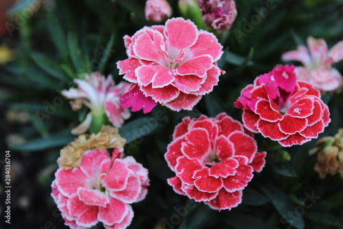 flowers in the garden