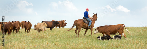 Canvas Print Moving cattle with working dogs