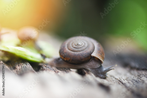 snail in shell crawling on old wood in the garden summer day close up
