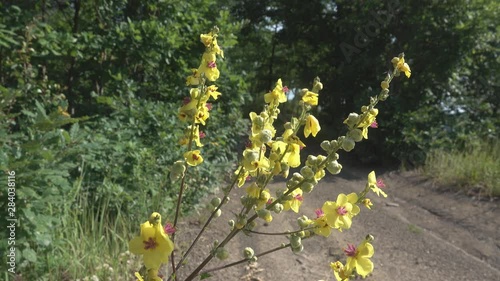 Wild yellow mallow by the road, similar to cheese flower (Malva neglecta). The valley of the river Pshish, the Main Caucasian ridge photo