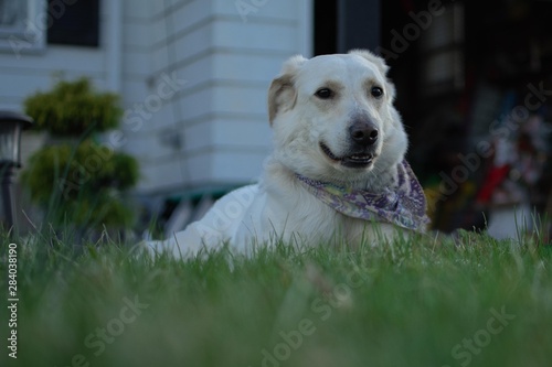 golden retriever in the field