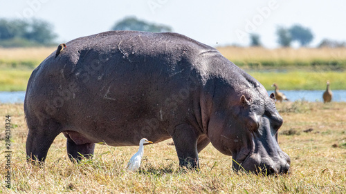 Hippopotamus on the Chobe