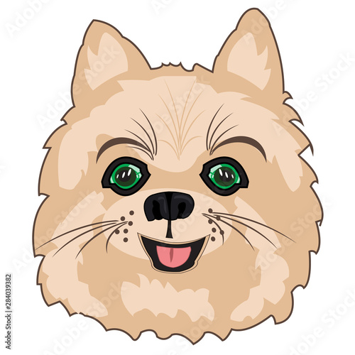 Vector illustration of the portrait of the dog spitz