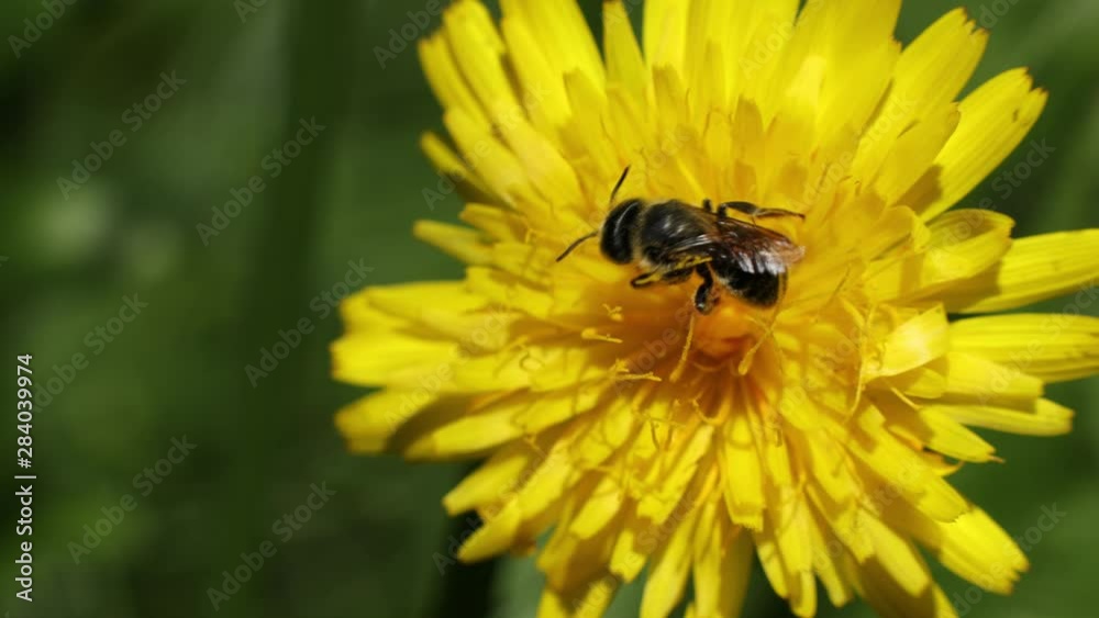 bee on a yellow flower bee on a yellow flower