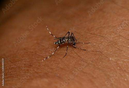 Marco image of mosquitoes on the skin,mosquitoes vectors