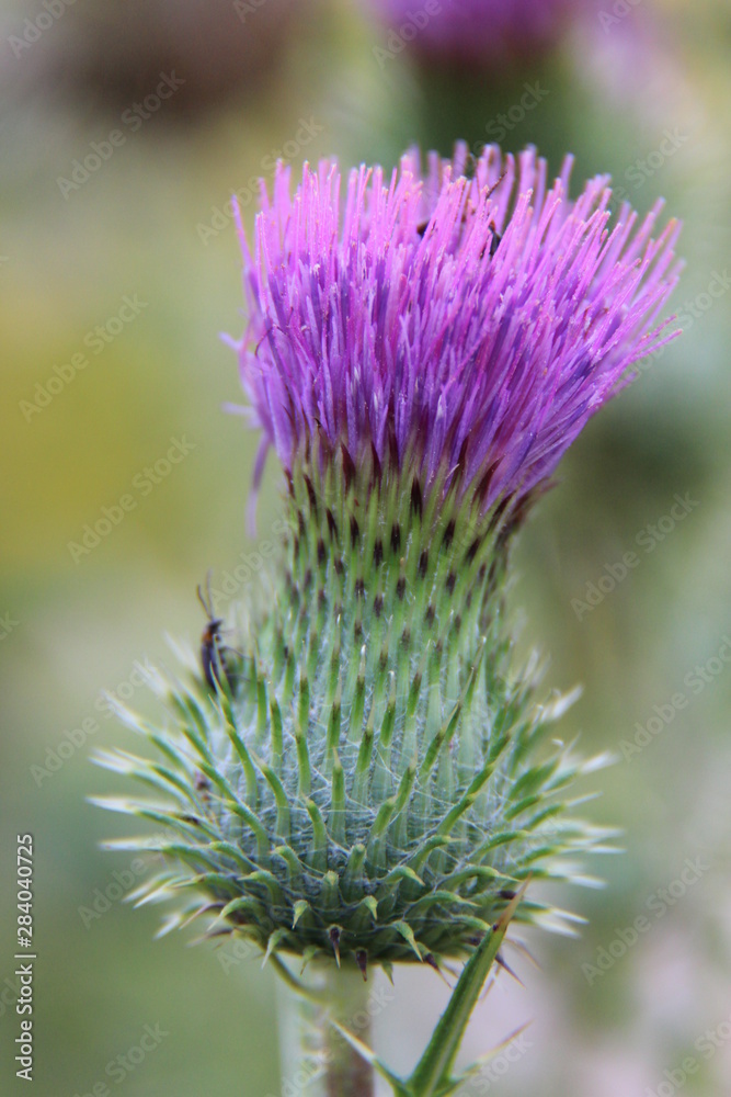 Thistle Thistle