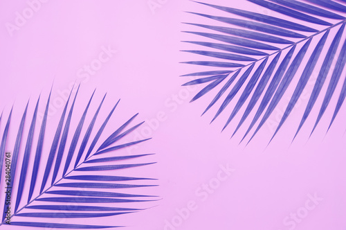 Palm tree on colorful background.