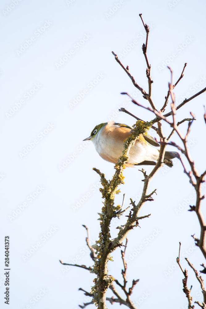 Naklejka premium Bird on branch in tree with sky background. Wildlife nature background. Zosterops lateralis silvereye waxeye in New Zealand. Wild birds.