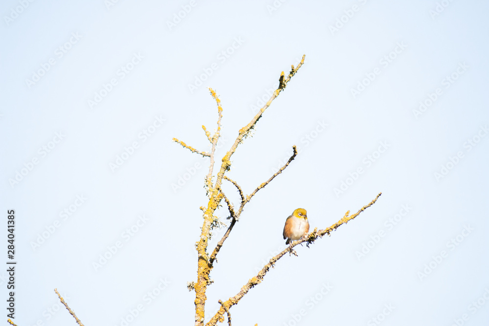 Bird on branch in tree with sky background. Wildlife nature background. Zosterops lateralis silvereye waxeye in New Zealand. Wild birds. Bird on branch in tree with sky background. Wildlife nature background. Zosterops lateralis silvereye waxeye in New Zealand. Wild birds.