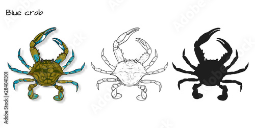 Crab vector by hand drawing.crab silhouette on white background.Blue Crabs art highly detailed in line art style.Animal pictures for coloring