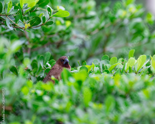 Thailand house sparrow on the bush