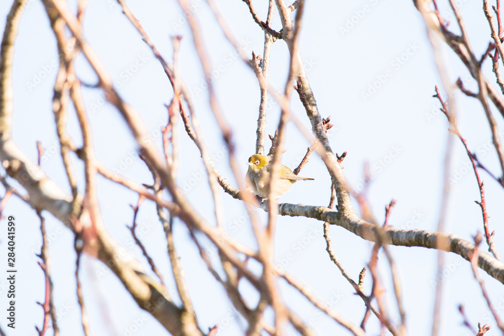 Bird on branch in tree with sky background. Wildlife nature background. Zosterops lateralis silvereye waxeye in New Zealand. Wild birds. Bird on branch in tree with sky background. Wildlife nature background. Zosterops lateralis silvereye waxeye in New Zealand. Wild birds.