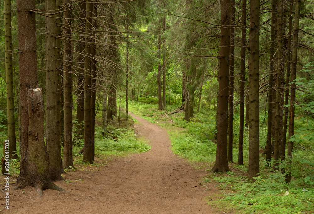 Obraz premium Pine forest at summer day.