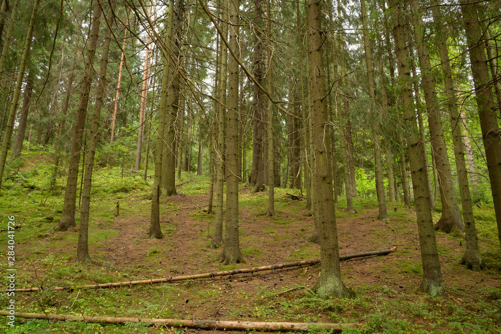 Obraz premium Pine forest at summer day.