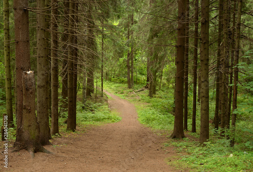 Pine forest at summer day.