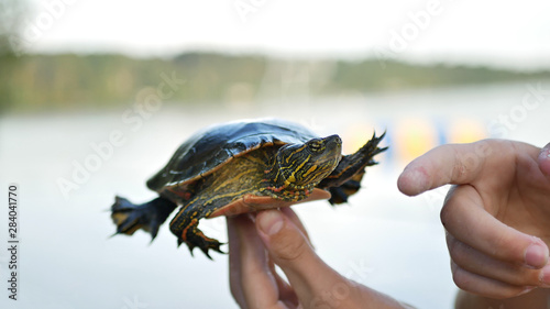 Hands of a boy explaining about a Western Painted Turtle, Chrysemys picta bellii, that he found at the lake. photo