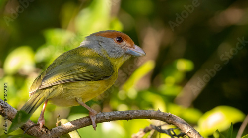 Rufous browed pepershrike photo