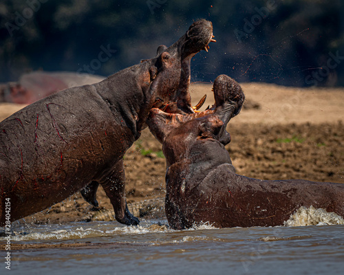 Hippo fight2
