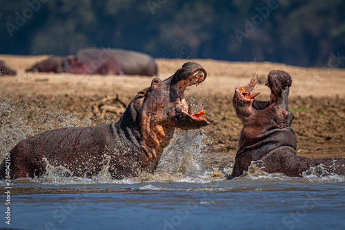 Hippo fight