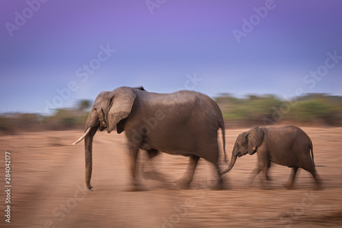 Pan blur elephants