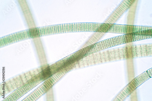 Filamentous of cyanobacteria (Oscillatoria) under microscopic view for education. photo