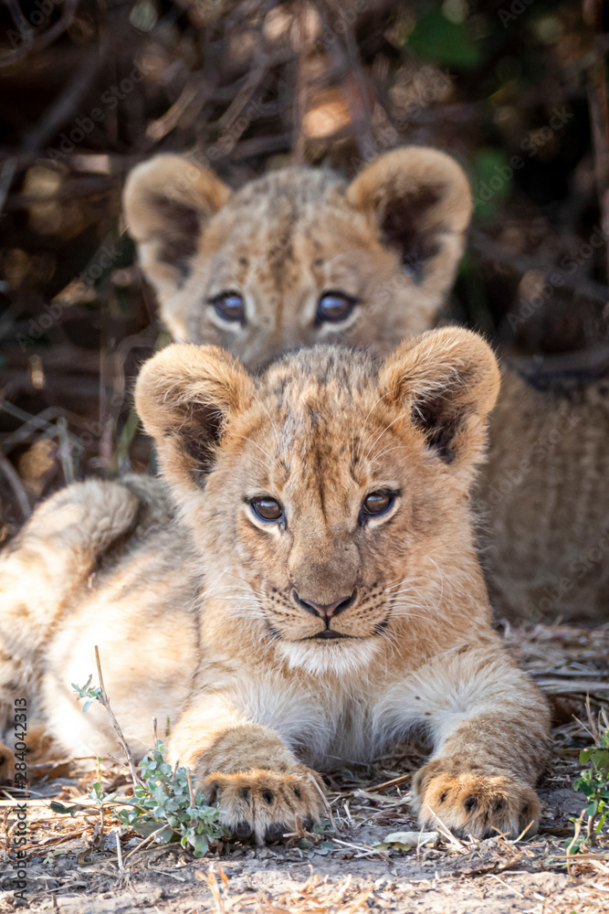 Lion cubs Lion cubs