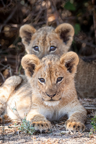 Lion cubs