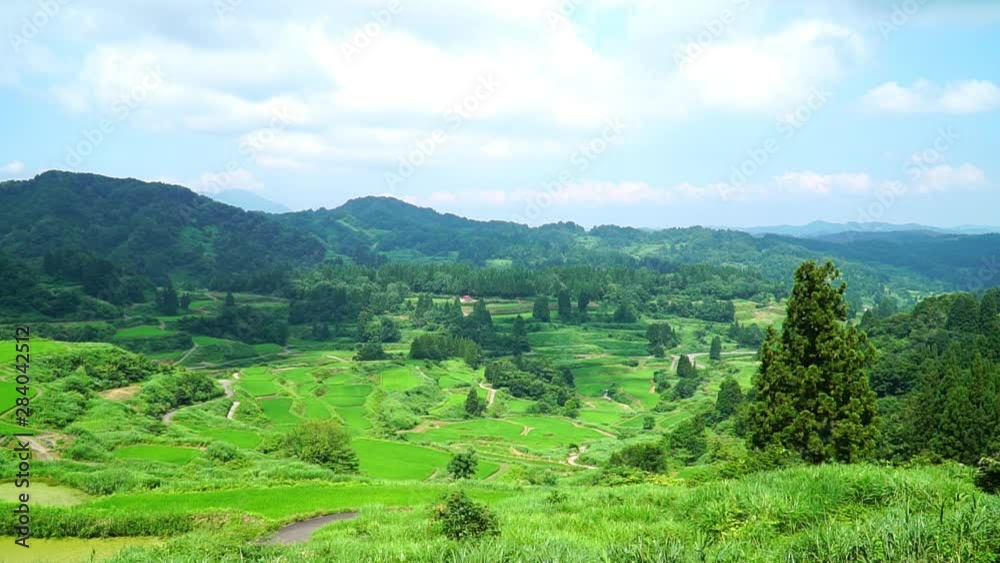夏の星峠の棚田