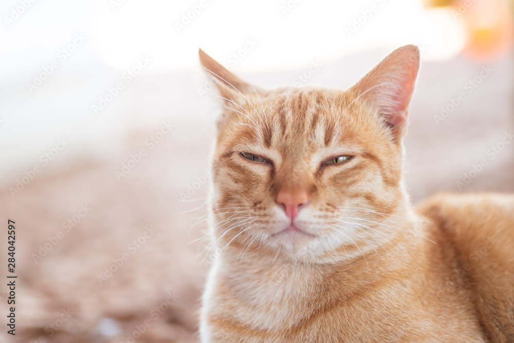 Ginger cat with yellow eyes, close up 