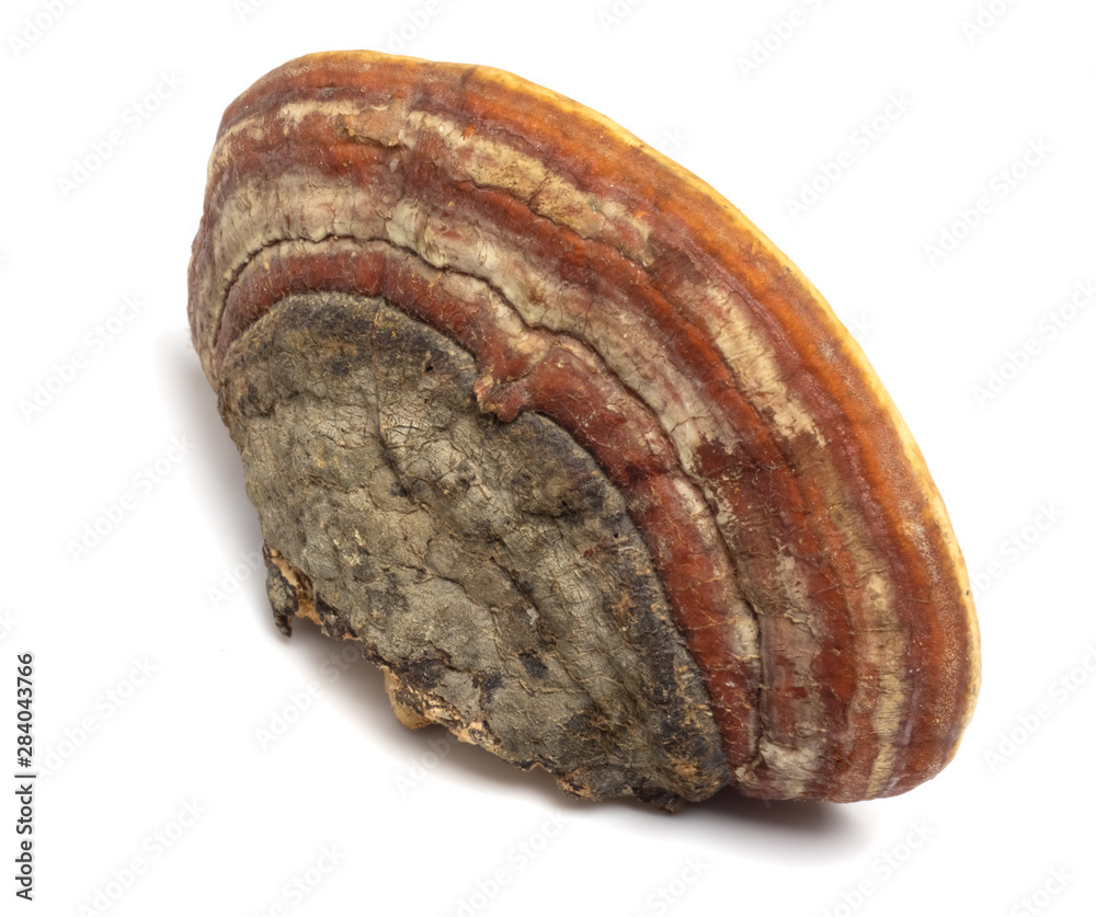 birch mushroom - chaga, lies on a white background birch mushroom - chaga, lies on a white background