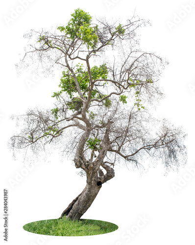 Large trees with edible fruits are completely separated from the white background.