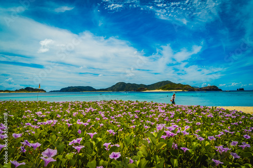 Beach morning glory at Zamami Island, Okinawa, Japan photo