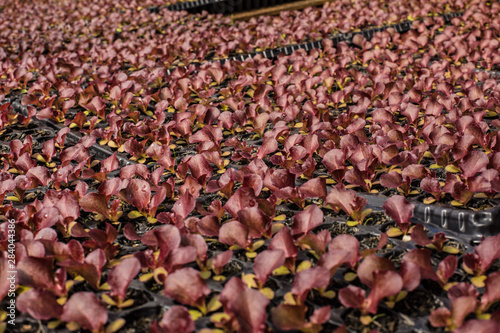 Purple Lettuce photo