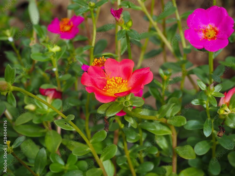 Automatic watering system makes beautiful flowers Automatic watering system makes beautiful flowers