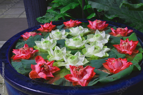 Growing and placing lotus in a flowerpot is popular habit among Thai people