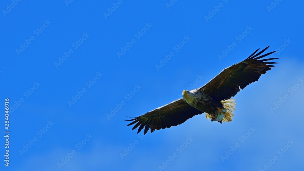 Naklejka premium ゲットした大物を掴んで自慢気に飛ぶオジロワシ