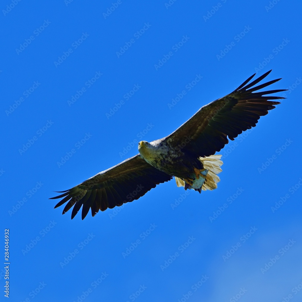 Naklejka premium ゲットした大物を掴んで自慢気に飛ぶオジロワシ