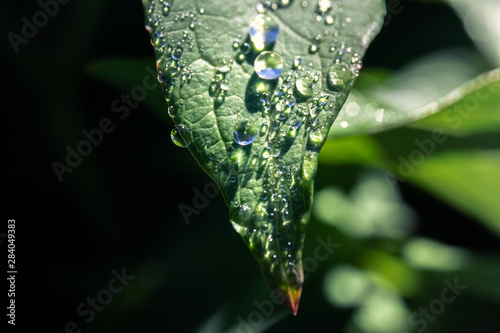 Leaf with raindop in the garden macro