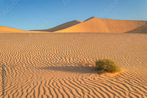 Fototapeta Naklejka Na Ścianę i Meble -  Sunset over the sand dunes in the desert