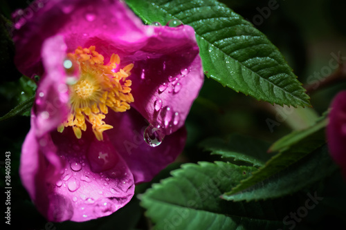 Flower with raindrop in the garden macro