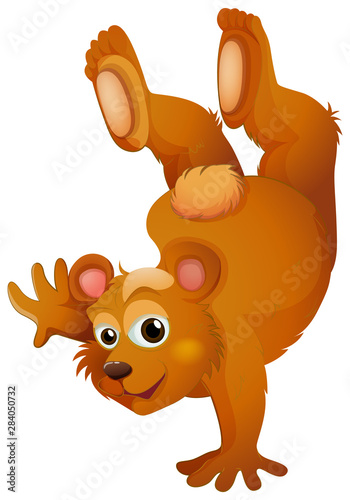Brown bear handstanding on white background