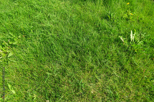 Green grass as a background, meadow field.