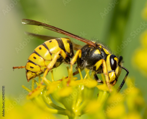 Wasp on a yellow flower close-up.