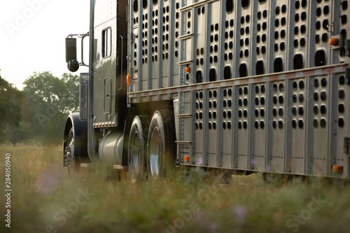 Cattle truck photo